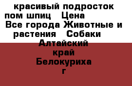 красивый подросток пом шпиц › Цена ­ 30 000 - Все города Животные и растения » Собаки   . Алтайский край,Белокуриха г.